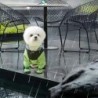 Manteaux imperméables pour petits chiens, confortables, en TPU, imperm