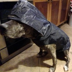 Manteau imperméable pour chien, veste à capuche imperméable, Poncho de