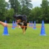 Ensemble d'entraînement d'agilité pour animaux de compagnie, barre de 