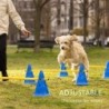 Ensemble d'entraînement d'agilité pour animaux de compagnie, barre de 