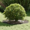 Pot de Fleurs en Plastique Noir Plastique Grand Rond Moderne 