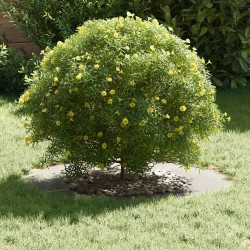 Cercle de Jardin Acier inoxydable Grand Résistant Circulaire 