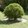 Pot de Fleurs en Métal Blanc Blanc Métal 80 cm de diamètre 