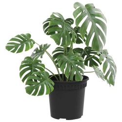 Pot à fleurs rond 6 pcs Noir Ø 15 x 12 cm Plastique 514225514225