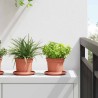 Pot à fleurs rond 6 pcs Rouge brique Ø 12,5 x 10 cm Plastique 514231514231