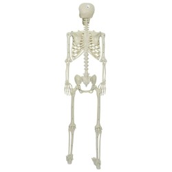 Squelette d'Halloween Blanc 155 x 38.5 cm Plastique 514329514329