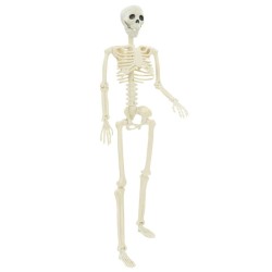 Squelette d'Halloween 2 pcs Blanc 85 cm PVC 514332514332