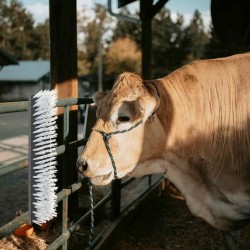 Brosses pour le bétail Noir et Blanc 50 x 10 x 6.5 cm 528909528909