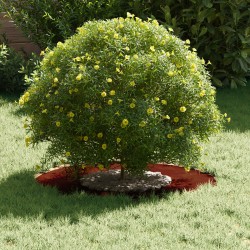 adapté pour anneaux d'arbre plats 5 pcs Marron Ø30 / 60 cm 537440537440