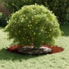 adapté pour anneau d'arbre plat Marron Ø40 / 70 cm Acier patiné 537452537452