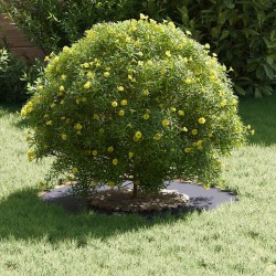 adapté pour anneau d'arbre plat Anthracite Ø30 / 60 cm Acier 537459537459