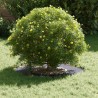 adapté pour anneau d'arbre plat Anthracite Ø30 / 60 cm Acier 537459537459