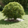 adapté pour anneaux d'arbre plats 5 pcs Blanc Ø30 / 60 cm Acier 537463537463