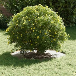 adapté pour anneau d'arbre plat Blanc Ø30 / 60 cm Acier 537464537464