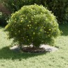 adapté pour anneaux d'arbre plats 5 pcs Argent Ø30 / 60 cm 537467537467