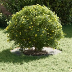 adapté pour anneau d'arbre plat Argent Ø30 / 60 cm 537469537469