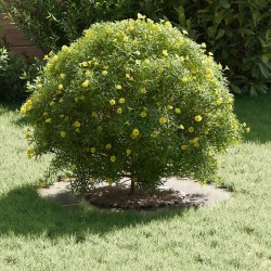 adapté pour anneau d'arbre plat Argent Ø30 / 60 cm 537494537494