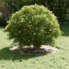 adapté pour anneau d'arbre plat Argent Ø30 / 60 cm 537494537494