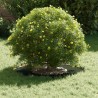 adapté pour anneau d'arbre plat Vert olive Ø30 / 60 cm Acier 537496537496
