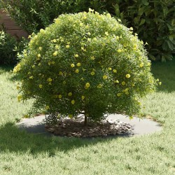 adapté pour anneau d'arbre plat Argent Ø40 / 70 cm 538459538459