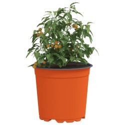 Pot à fleurs 200 pcs Terre cuite Ø 15 x 13 cm Plastique 544394544394