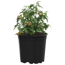 Pot à fleurs 200 pcs Noir Ø 15 x 13 cm Plastique 544542544542