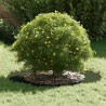 adapté pour anneaux d'arbre plats 5 pcs Vert olive Ø50 / 80 cm 554764554764