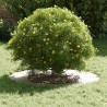 adapté pour anneaux d'arbre plats 5 pcs Blanc Ø40 / 70 cm Acier 554767554767