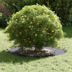 adapté pour anneaux d'arbre plats 5 pcs Anthracite Ø40 / 70 cm 554772554772