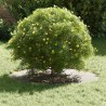 adapté pour anneau d'arbre plat Argent Ø40 / 70 cm 554774554774