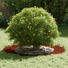 adapté pour anneau d'arbre plat Marron Ø50 / 80 cm Acier patiné 554910554910