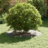 adapté pour anneau d'arbre plat Argent Ø60 / 90 cm 554913554913