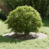 adapté pour anneaux d'arbre plats 5 pcs Argent Ø50 / 80 cm 554923554923
