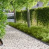 Bordure de Pelouse 20 pcs 102 x 4 x 4 cm Acier Anthracite 633284633284