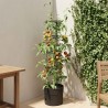 Cultivateur de Tomates Noir Ø 32 x 127 cm PP 637108637108