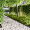 Bordure de Pelouse 30 pcs 102 x 4 x 4 cm Acier Noir 638872638872