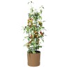 Cultivateur de tomates Naturo ECO Ø 39 x 139 cm WPC 642420642420