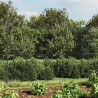 Clôture à mailles losangées avec ancrage anthracite 2,2x25 m 